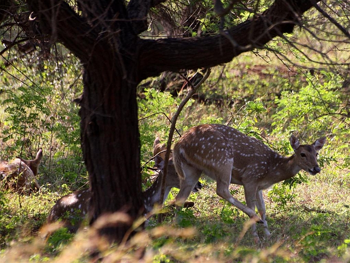 gir interpretation zone